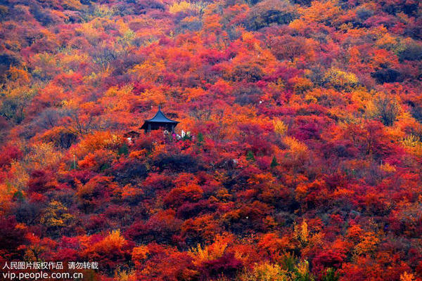 11月3日北京坡峰岭红叶节迎来最佳观赏期, 吸引众多游人前来登高赏红叶。
